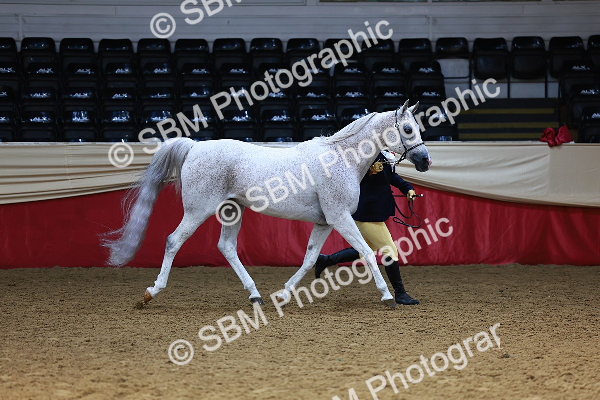SBM_23244 - Class 903 - Supreme Final - IH Pre Vet