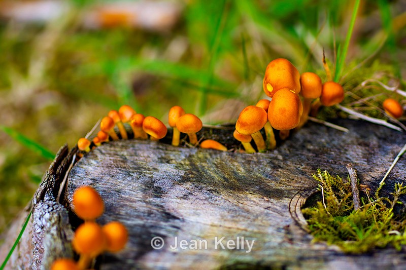 Sulphur Tuft Fungi - DSC_1755 - Fungi