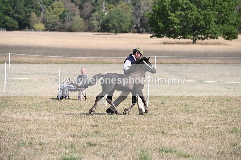 WJ6_5144 - Class 17 Mountain & Moorland