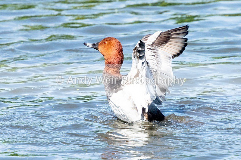20180605-Woolston-8E0A9167 - Pochard
