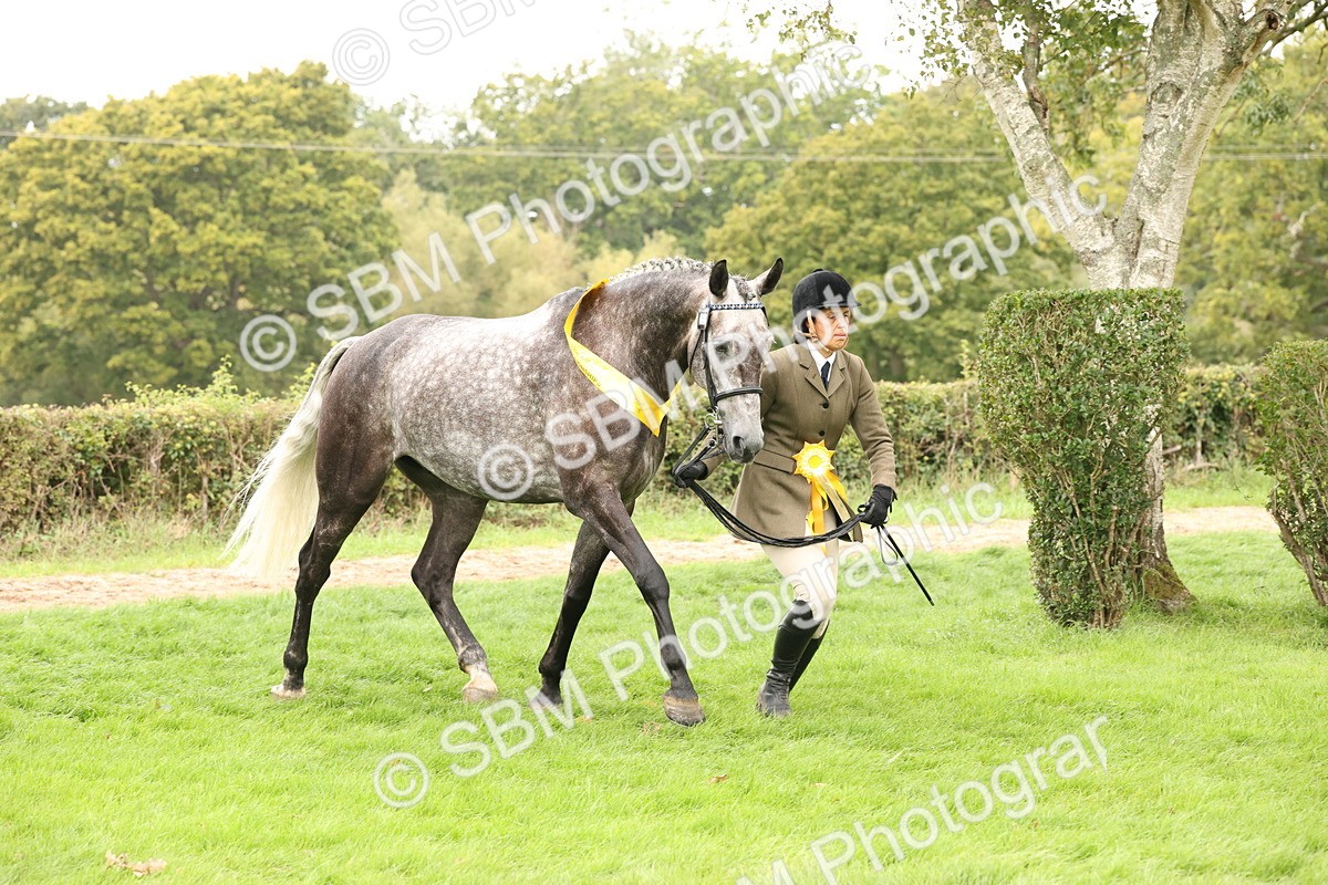 SBM_60854 - In Hand Horse Supreme Championship