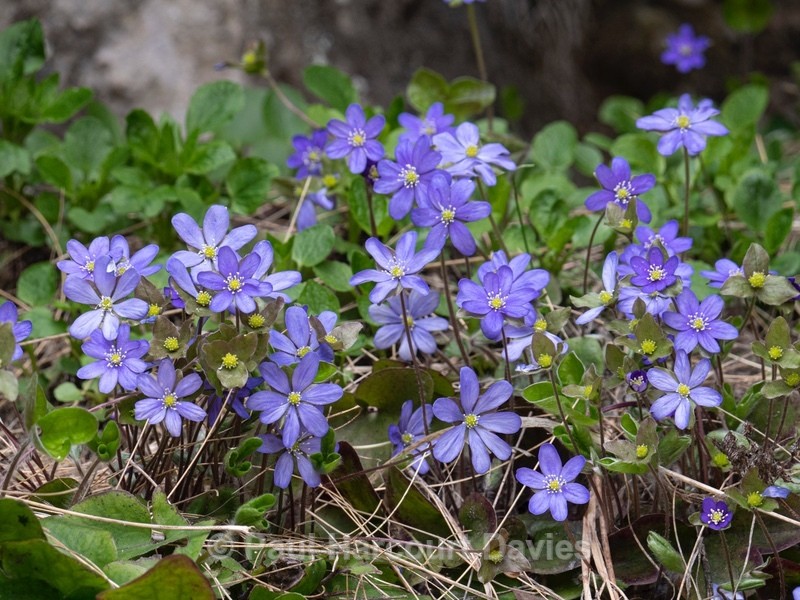 Hepatica (Hepatica nobilis also H. triloba and Anemone hepatica) - Flower Portraits