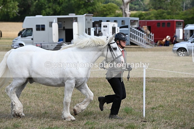 WJ6_6504 - Class 20 In-hand Cob