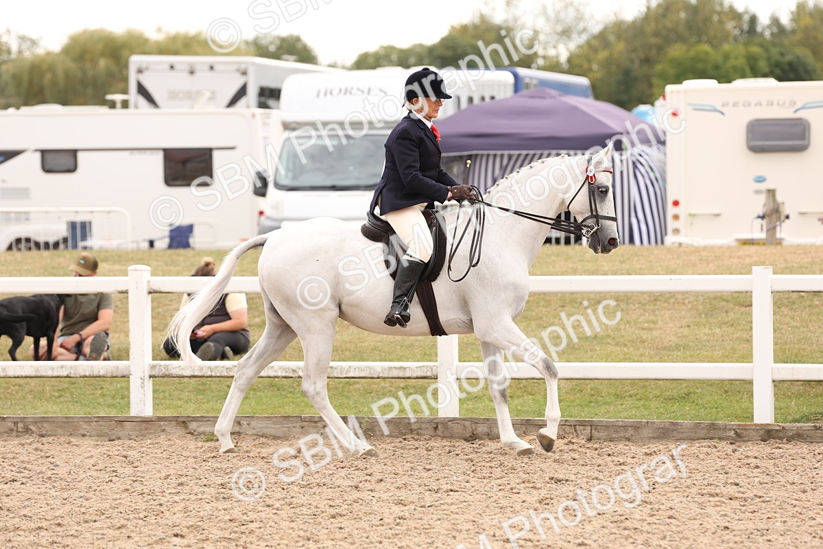 SBM_17331 - Class 214 - Ridden Hack Riding Horse