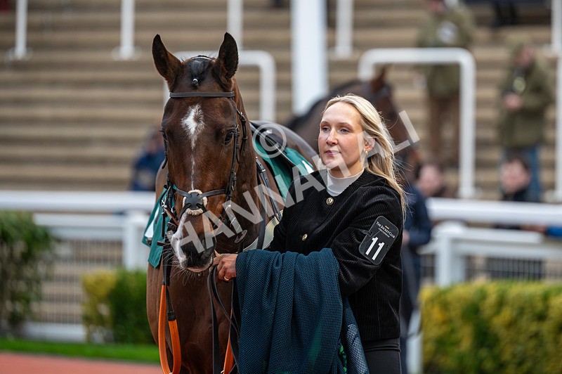 161125-Race 6-Onlyforfrankie-1977 - Race 6