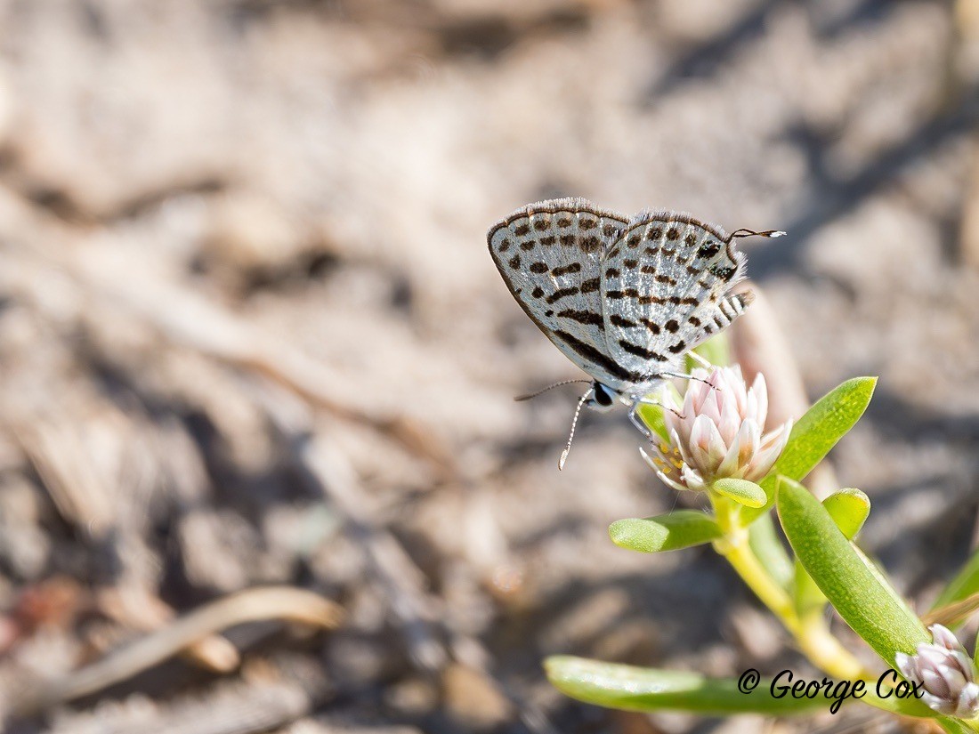 Tiger Blue - Gambia 2025