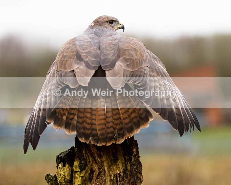 20110312-IMG_2062 - Common Buzzard