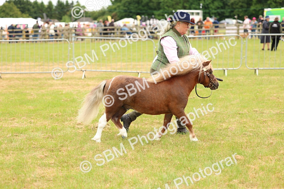 SBM_04450 - Class 64-67 - Shetland Pony In Hand