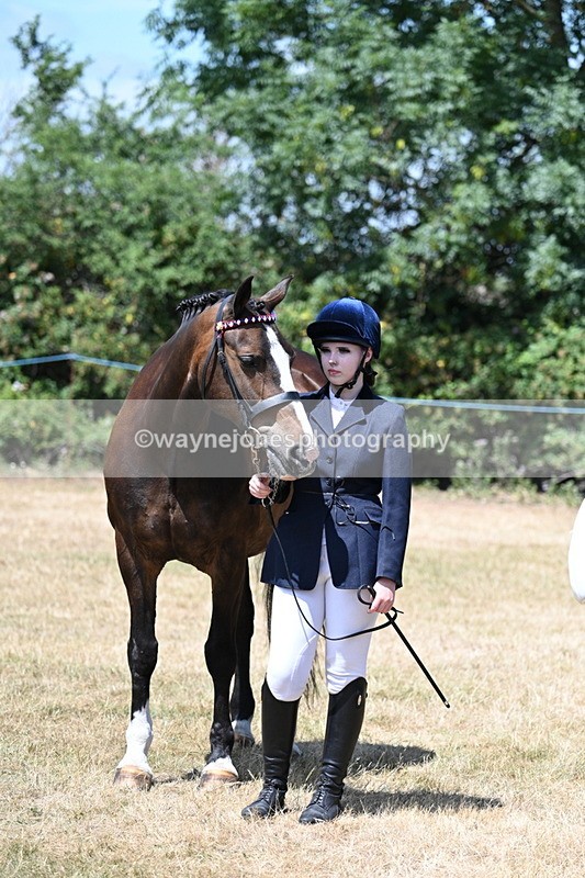 WJ7_2487 - Class 5a Most Handsome Gelding in hand (above 14.2hh)