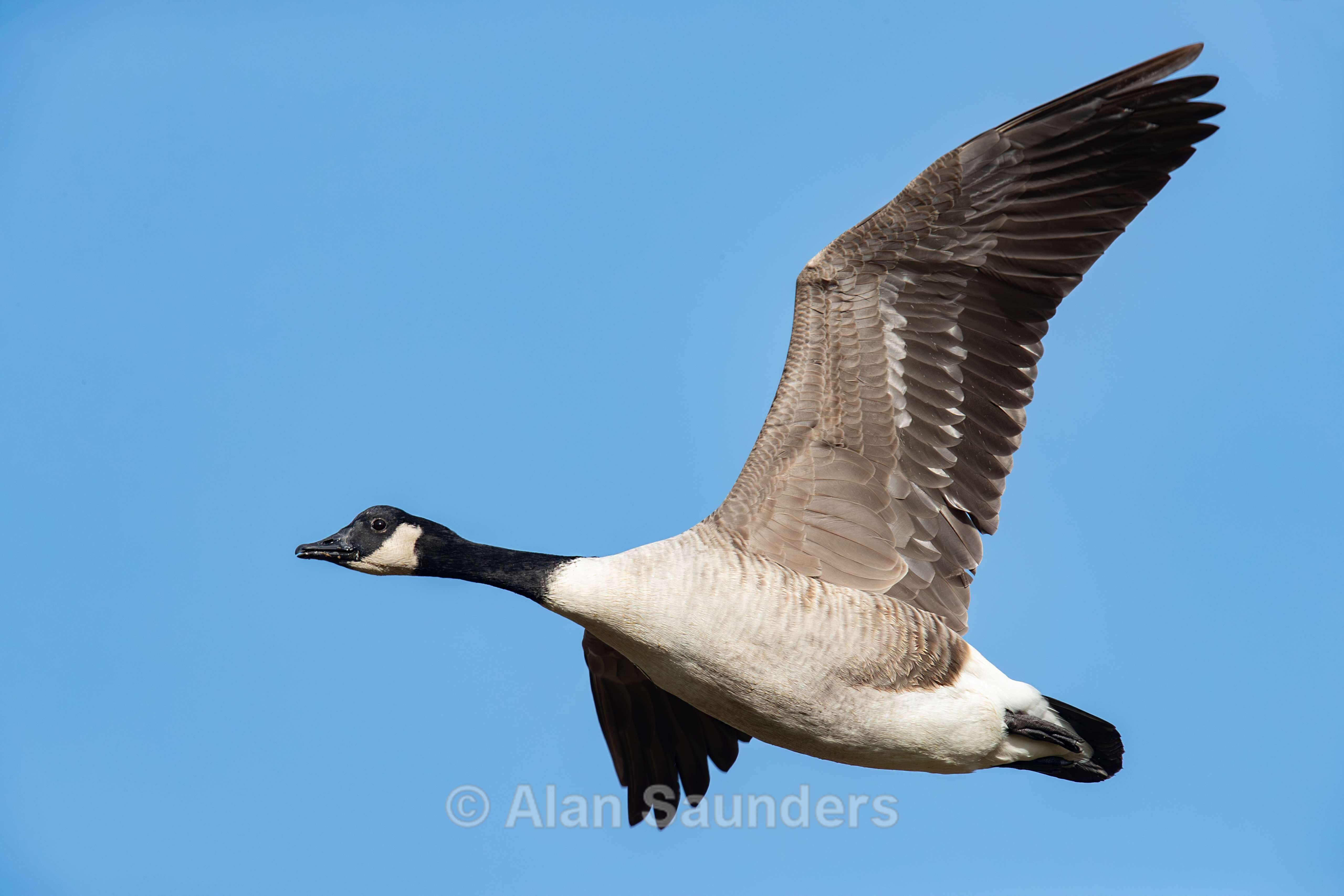 Canada goose 3