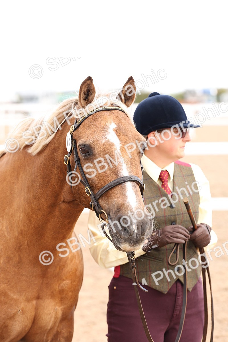 SBM_13983 - Class 205 - IH Show Pony - Show Hunter Pony