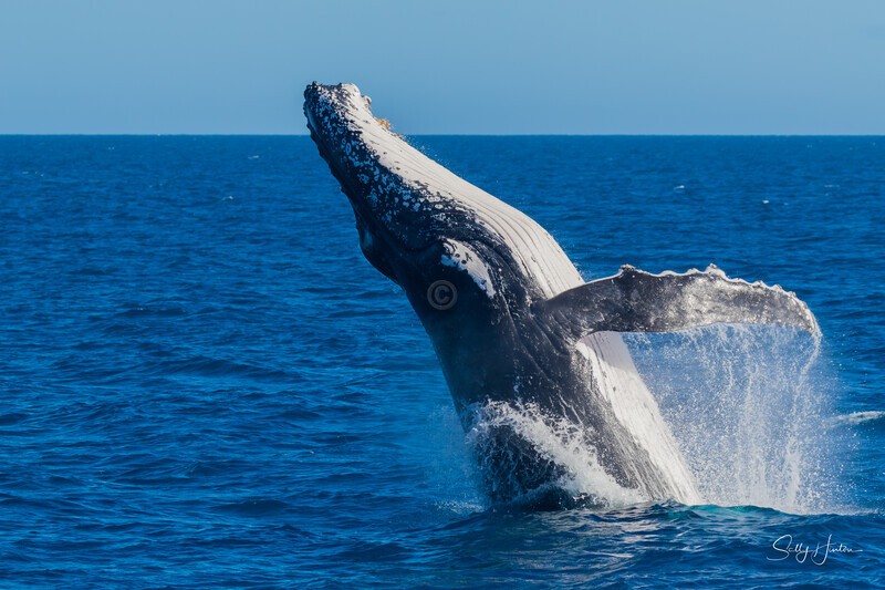 HB Breach 15. 0A3A6288 - 2025 Hervey Bay Whales