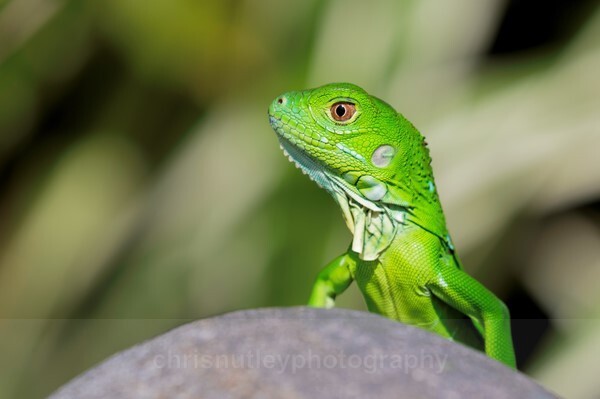  - Reptiles and Amphibians