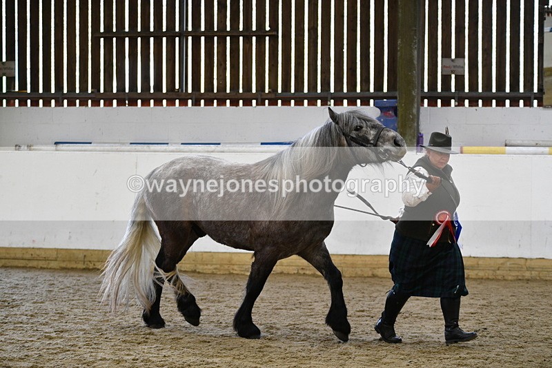 WJ5_5676 - Morning in hand Championship