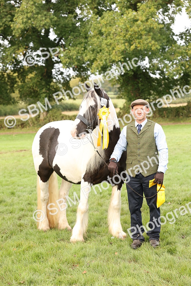 SBM_56824 - S54 - Piebald & Skewbald Horse In Hand