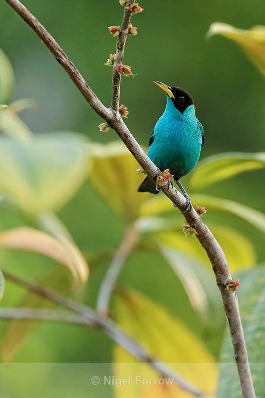 Male Green Honeycreeper, Osa Peninsula, Costa Rica - Green Honeycreeper