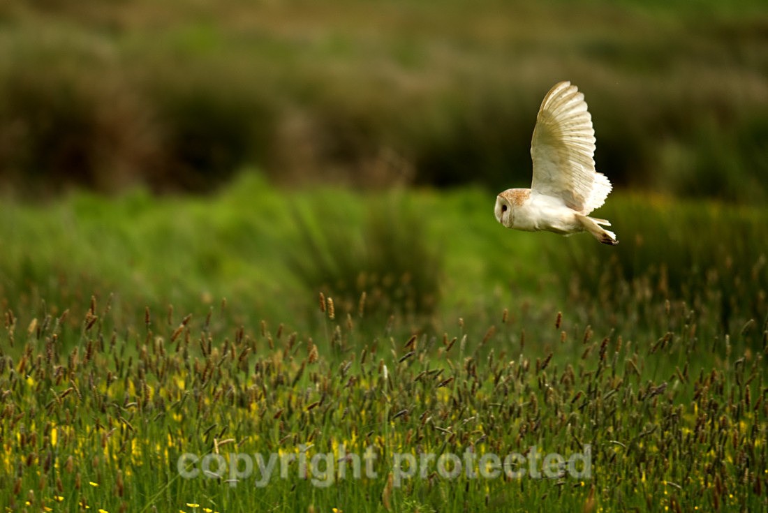 Barn Owl - Hollesley Marshes - Suffolk - Birds