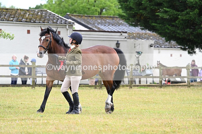 WJ7_6434 - Class 4a Prettiest Mare over 14hh
