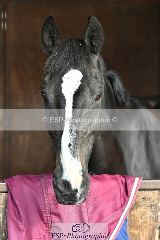 230817-082857-02396 - Stable Shots