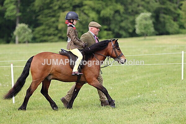 IMG_2319 - Working Hunter