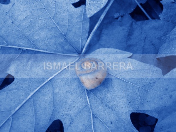 At home in fall - Fauna of life