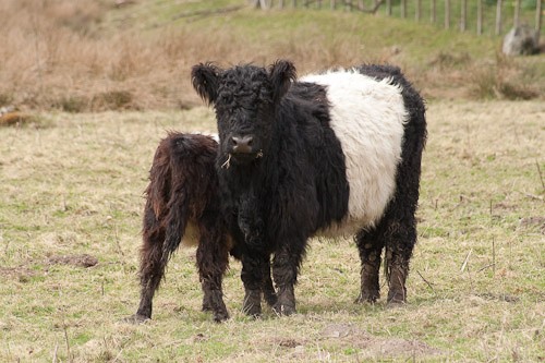 7 - Belted Galloway Cattle