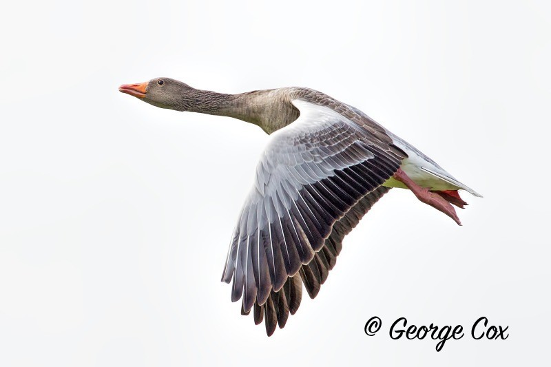 Greylag Goose - Anser anser - Birds in Flight