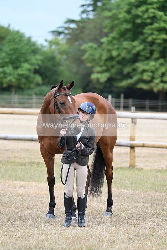WJ7_9908 - Class 5a Most Handsome Gelding (above 14.2hh)
