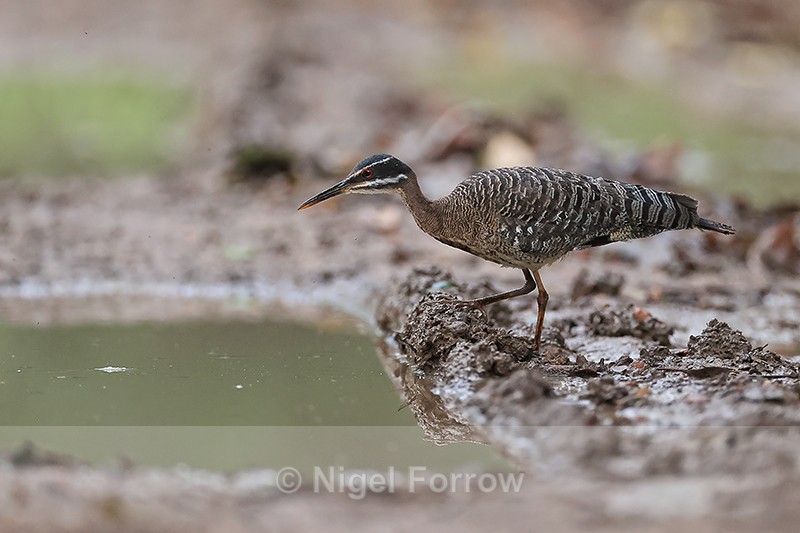 Sunbittern watching for food in puddle, Porto Jofre, Brazil - Sunbittern