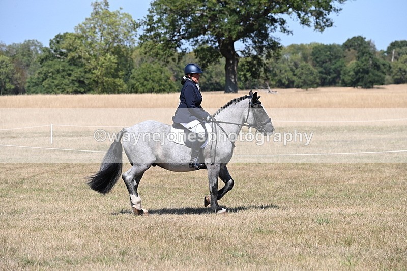 WJ6_8779 - Class 38 Ridden Riding Horse/Pony
