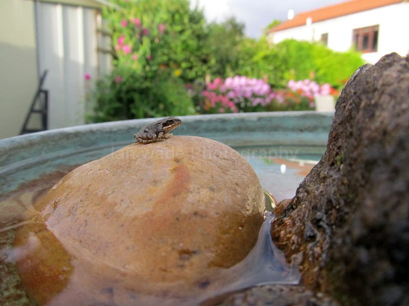  - Reptiles, amphibians & pond life, Great Britian