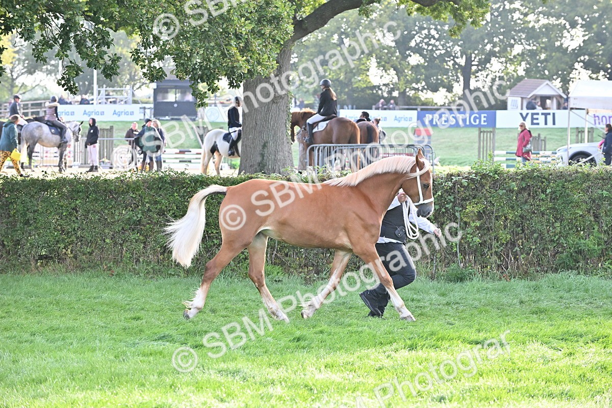 SBM_55293 - S44 - Youngstock In Hand