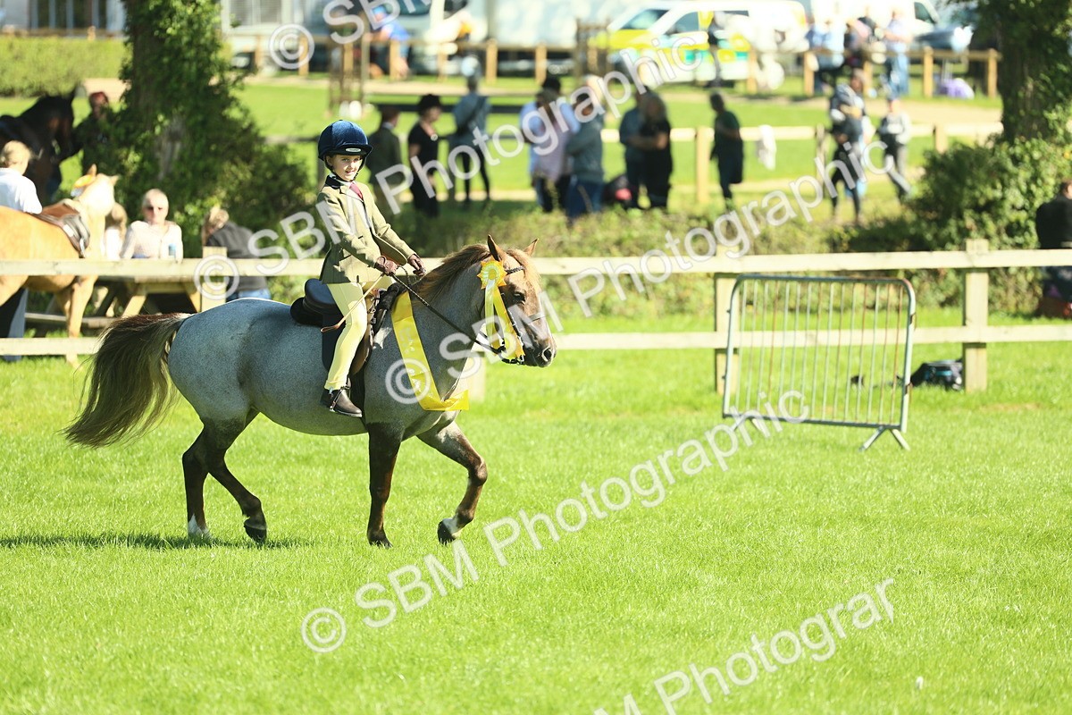 SBM_39103 - S29 - Novice & Newcomers Working Hunter Pony