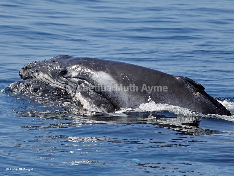 IMG_9283 Moheli, Comoros - Marine wildlife