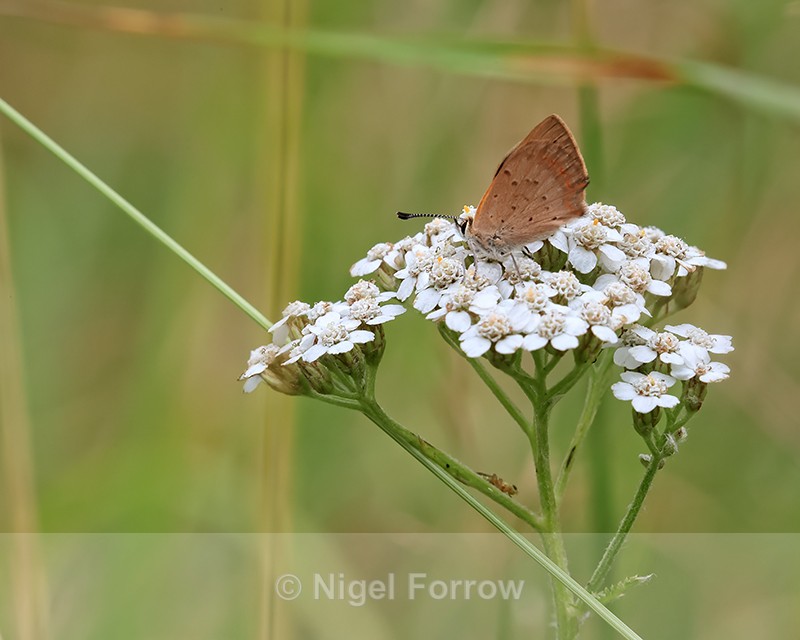 Small Copper showing under wings on Yarrow, Arne RSPB Reserve - INSECTS