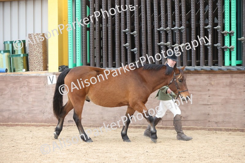 20251109-1062 - Class 29 - Geldings 4 Years and over