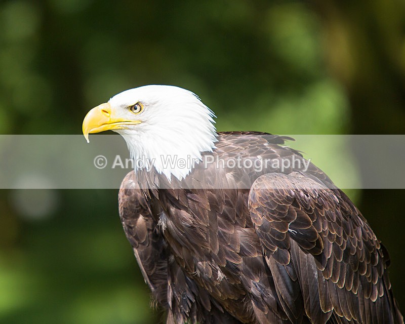 20140705-3K8A2801 - Captive Birds