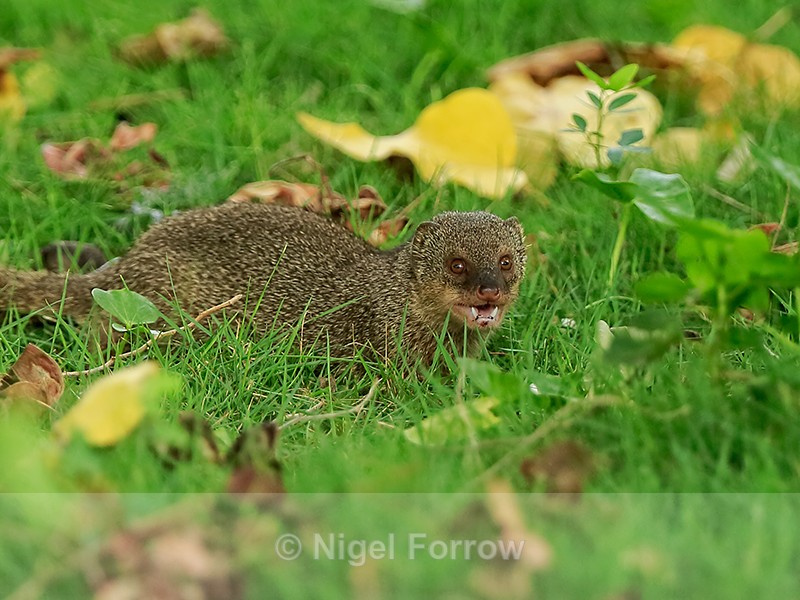 Mongoose, Kealakekua Bay, Hawaii - Mongoose