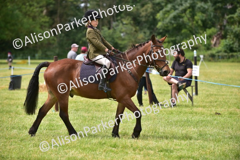 20260614-3983 - Class 16 - Handsome Gelding