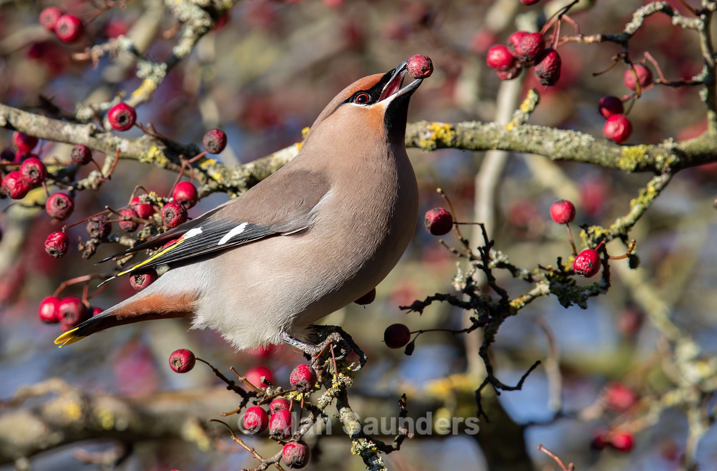 Waxwing 14