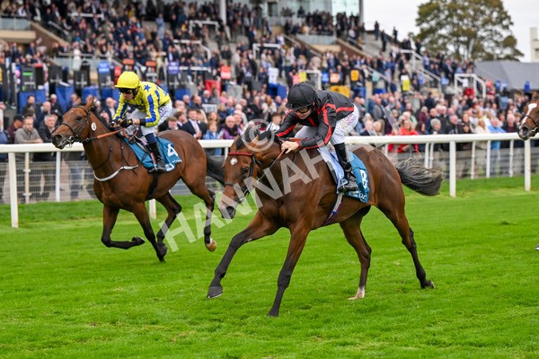 101025-Race 4-Thaluna-6823 - Race 4 William Hill Best Odds Guaranteed EBF Novice Stakes at York