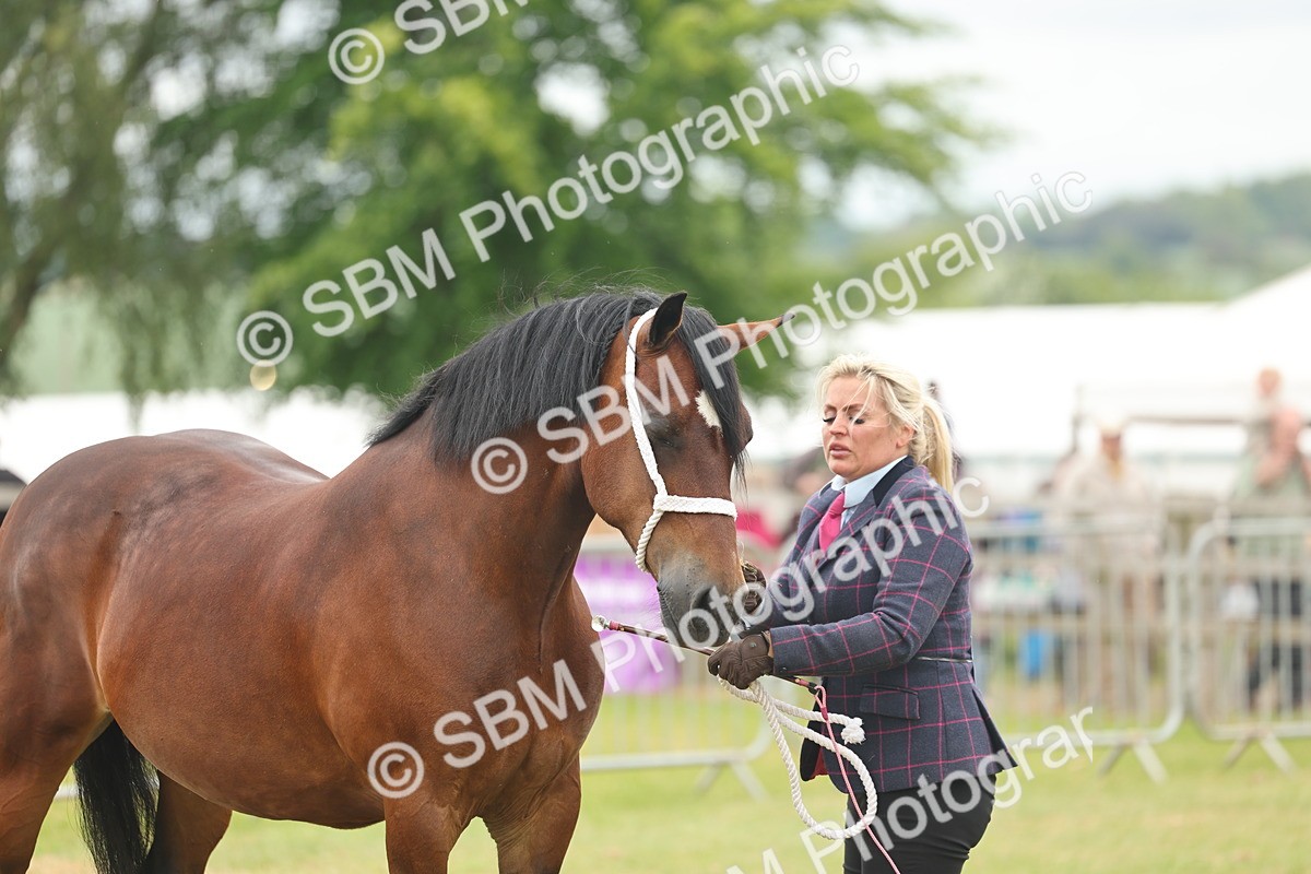 SBM_04929 - Class 50-57 - M&M Welsh Pony In Hand