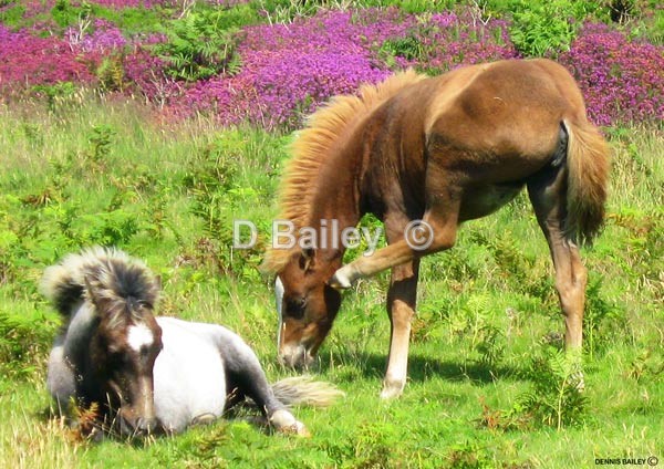 2-foals - Mixture A4