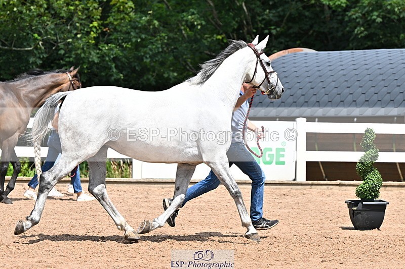 240718A-105305-01542 - Trot Up 1pm to 2pm
