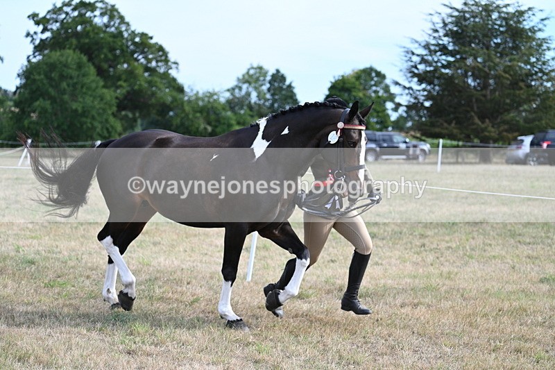 WJ7_8256 - In-hand Championship