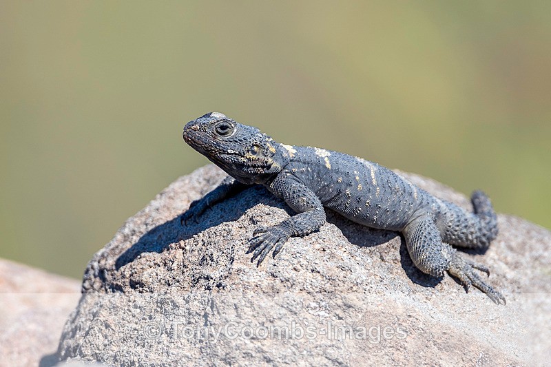 Starred Agama Lizard - Lesvos ~ Various Other
