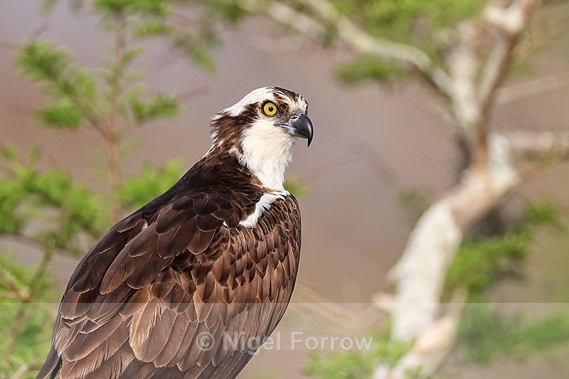 Close view of Osprey head, Blue Cypress Lake, Florida - Osprey