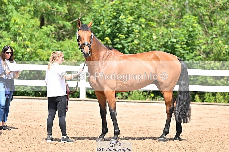 240718A-105257-01366 - Trot Up 12pm to 1pm