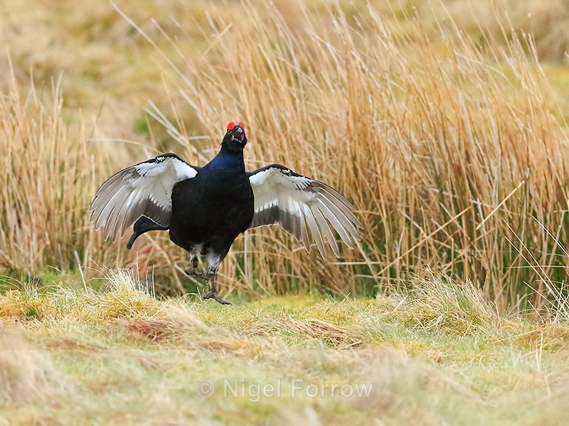Black Grouse jumping and calling, Scotland - Black Grouse