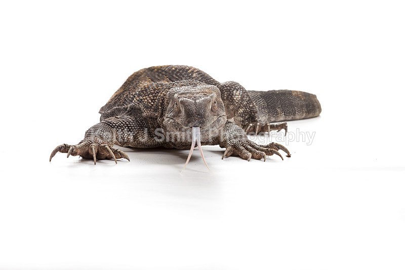 2SKJ8819 - Roaming Reptile Show. II